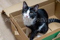 Cat Sitting in a Cardboard Box – Funny Cat Stock Photo