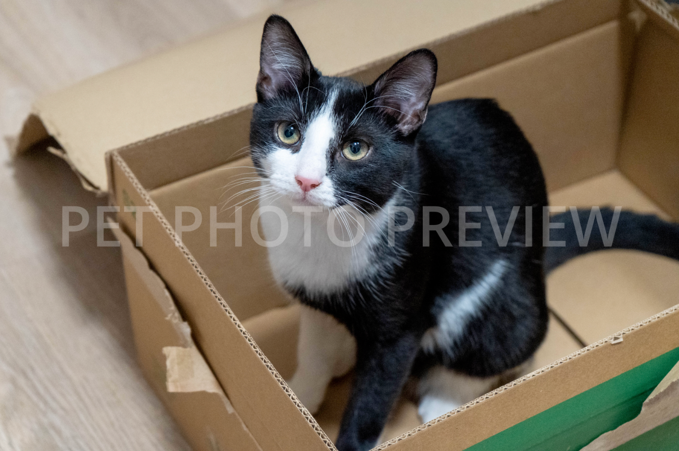 Cat Sitting in a Cardboard Box – Funny Cat Stock Photo