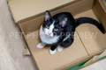 Cat Sitting in a Cardboard Box – Funny Cat Stock Photo