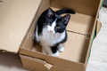 Cat Sitting in a Cardboard Box – Funny Cat Stock Photo