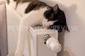 Black and White Cat Sleeping on Radiator – Cozy Cat Stock Photo