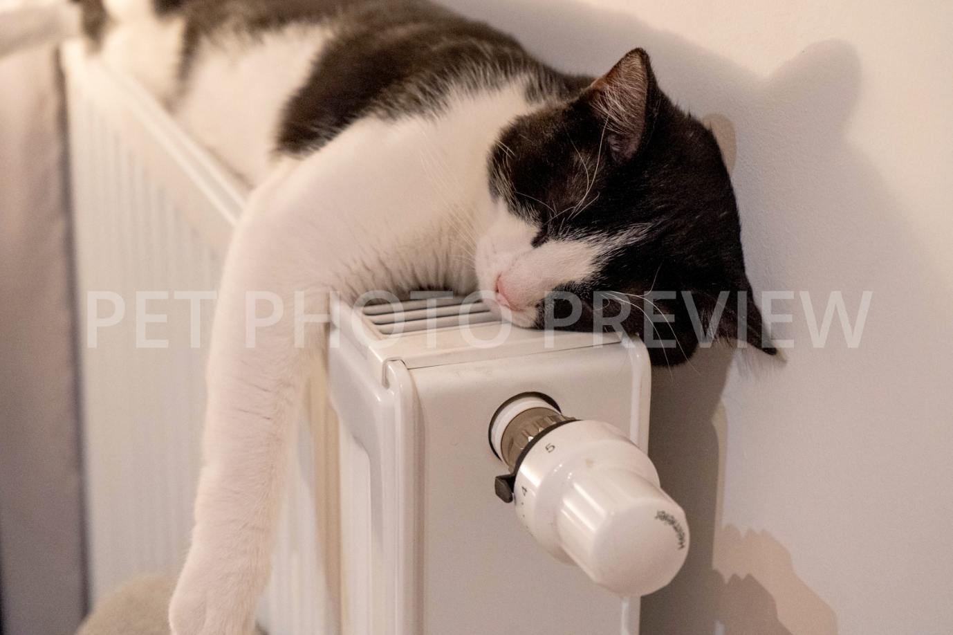Black and White Cat Sleeping on Radiator – Cozy Cat Stock Photo