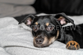 Black and Brown Dog Lying on Owner's Leg – Cozy Dog Stock Photo