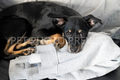 Cute Dog Lying on Owner's Clothes – Cozy Pet Stock Photo