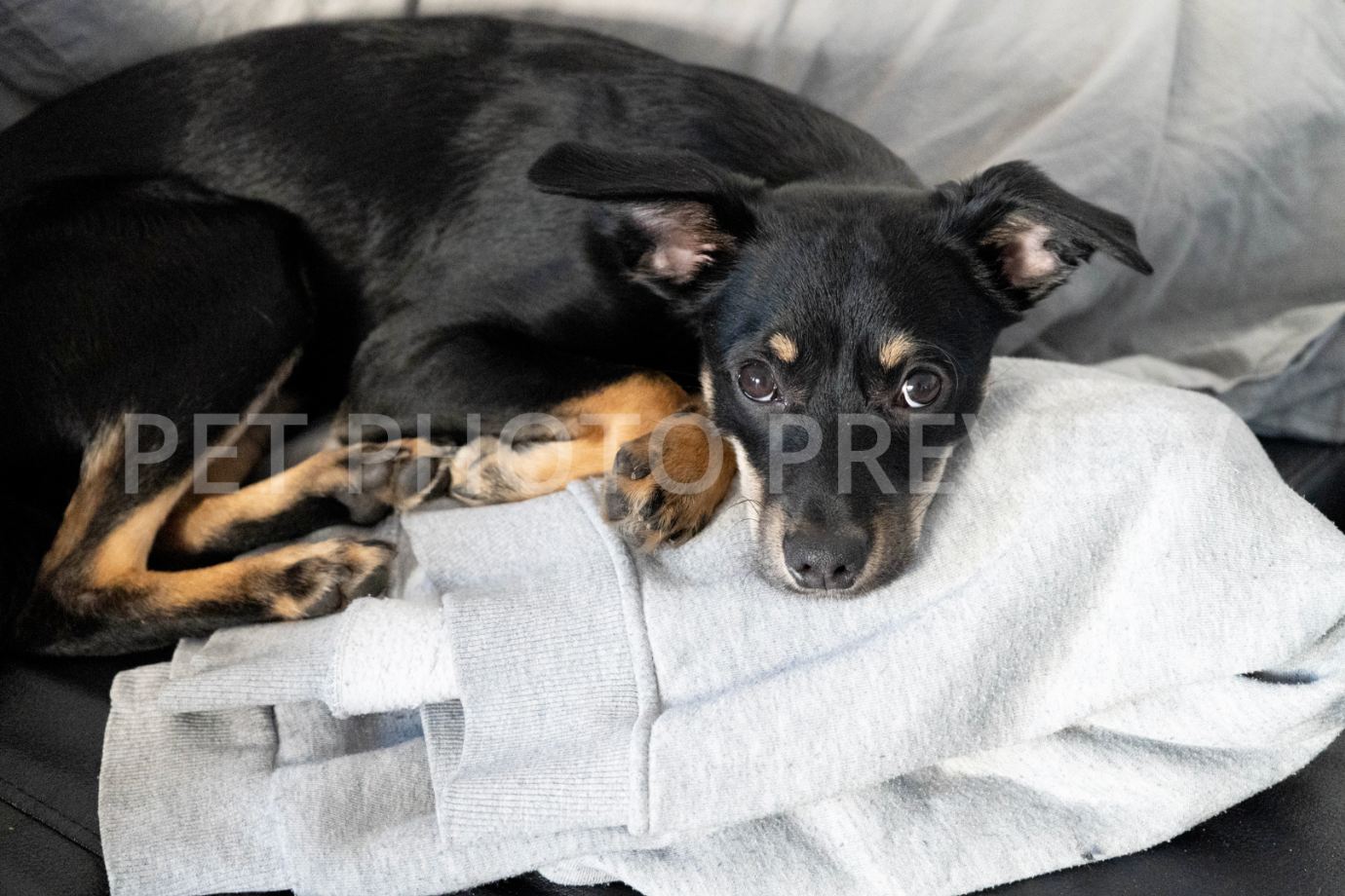 Cute Dog Lying on Owner's Clothes – Cozy Pet Stock Photo