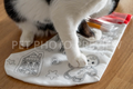 Black and White Cat Standing on Christmas Stocking – Cozy Holiday Pet Stock Photo