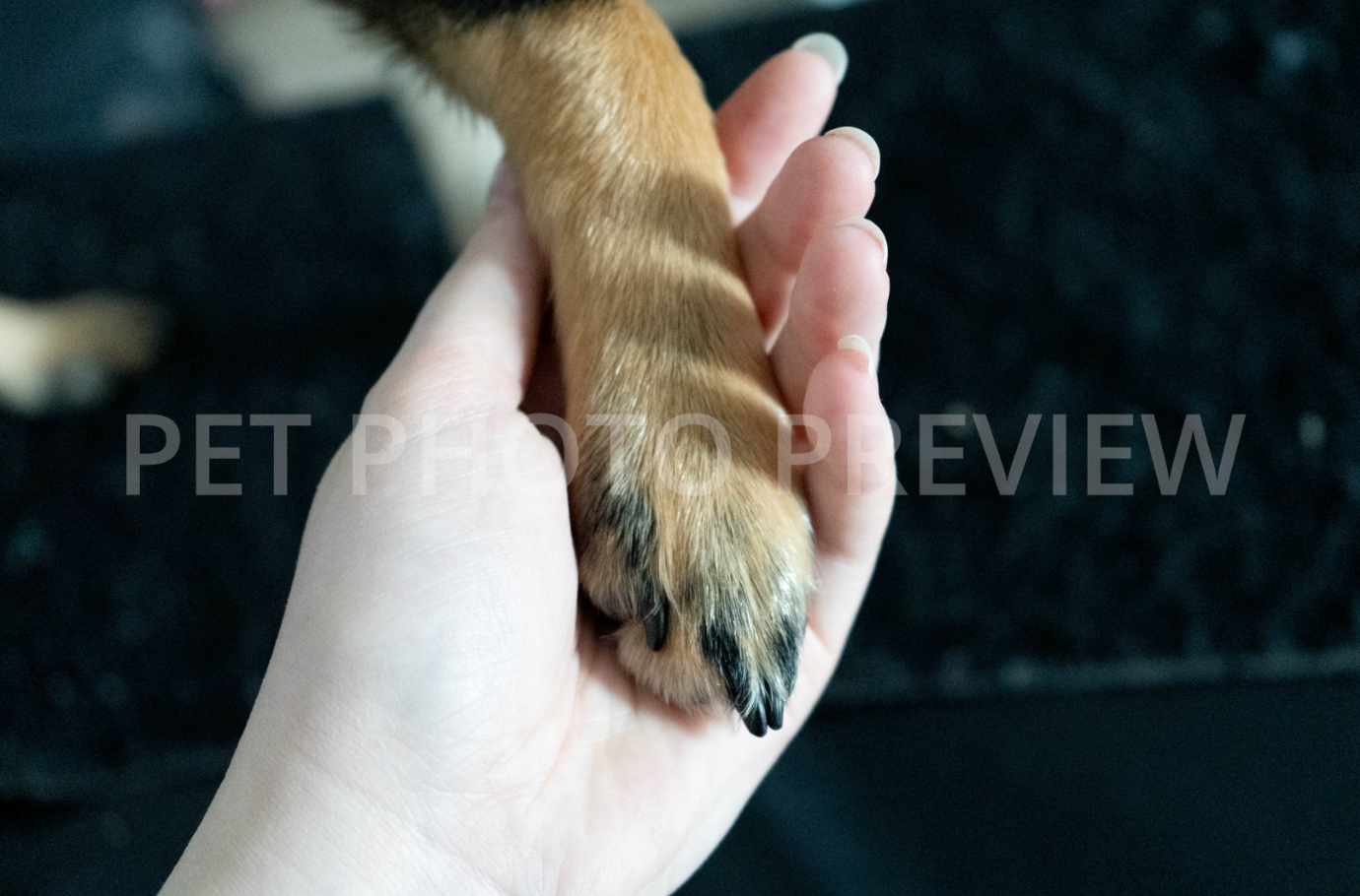 Dog Paw Being Held by Owner – Pet Care and Bond Stock Photo