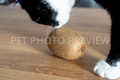 Cat Sniffing a Kiwi Fruit – Curious Cat Stock Photo