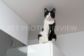 Cat Sitting on a Shelf and Watching – Cat Stock Photo