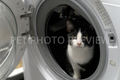 Cat Sitting Inside a Washing Machine – Cat Stock Photo
