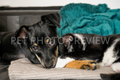 Dog and Cat Together – Pet Stock Photo