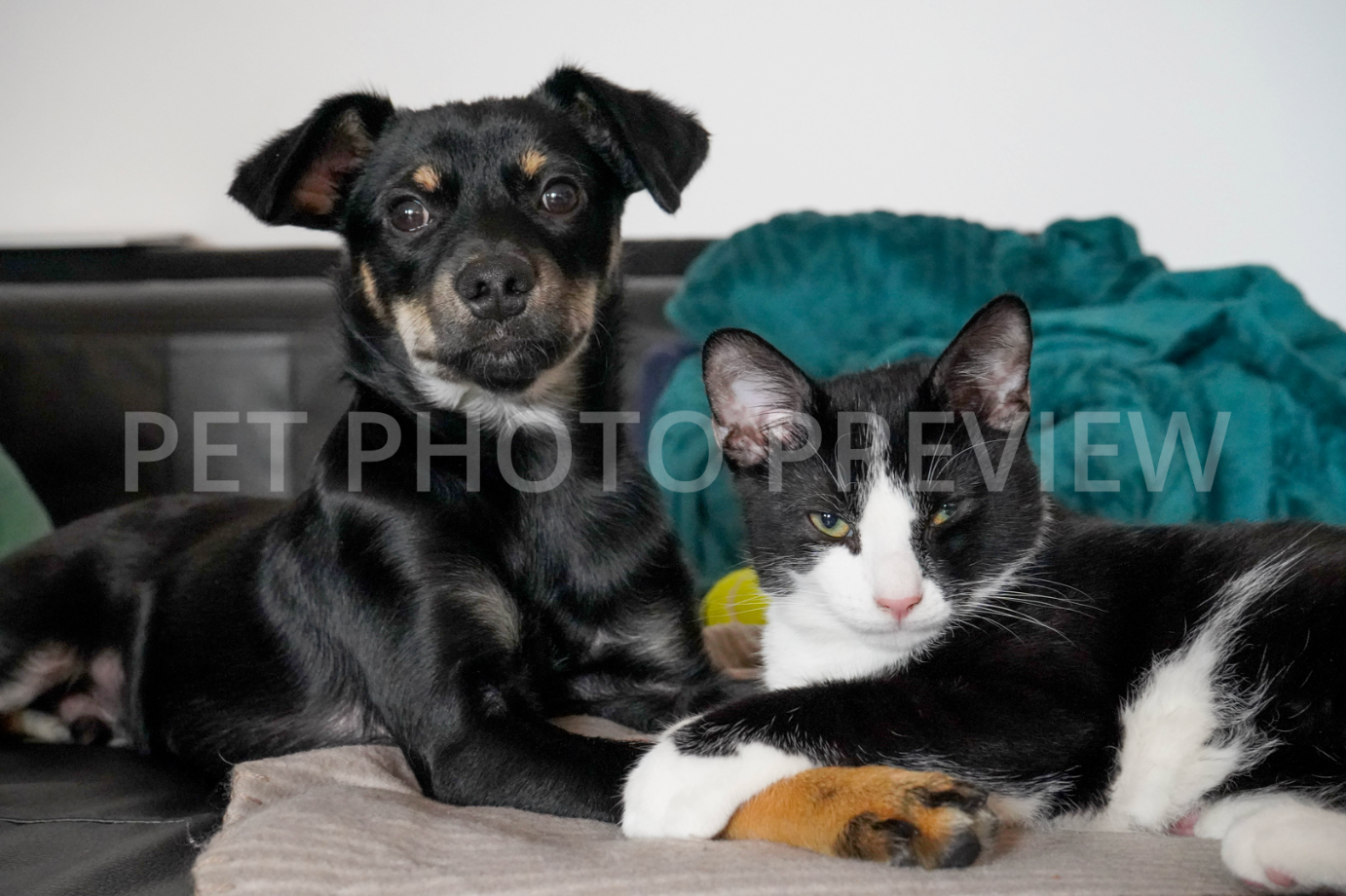 Dog and Cat Together – Pet Stock Photo