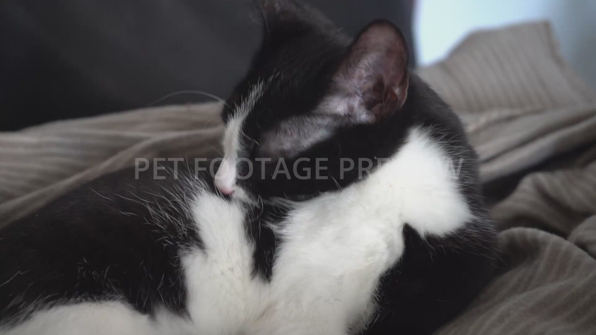 Kitten Grooming Its Fur – Kitten Stock Footage