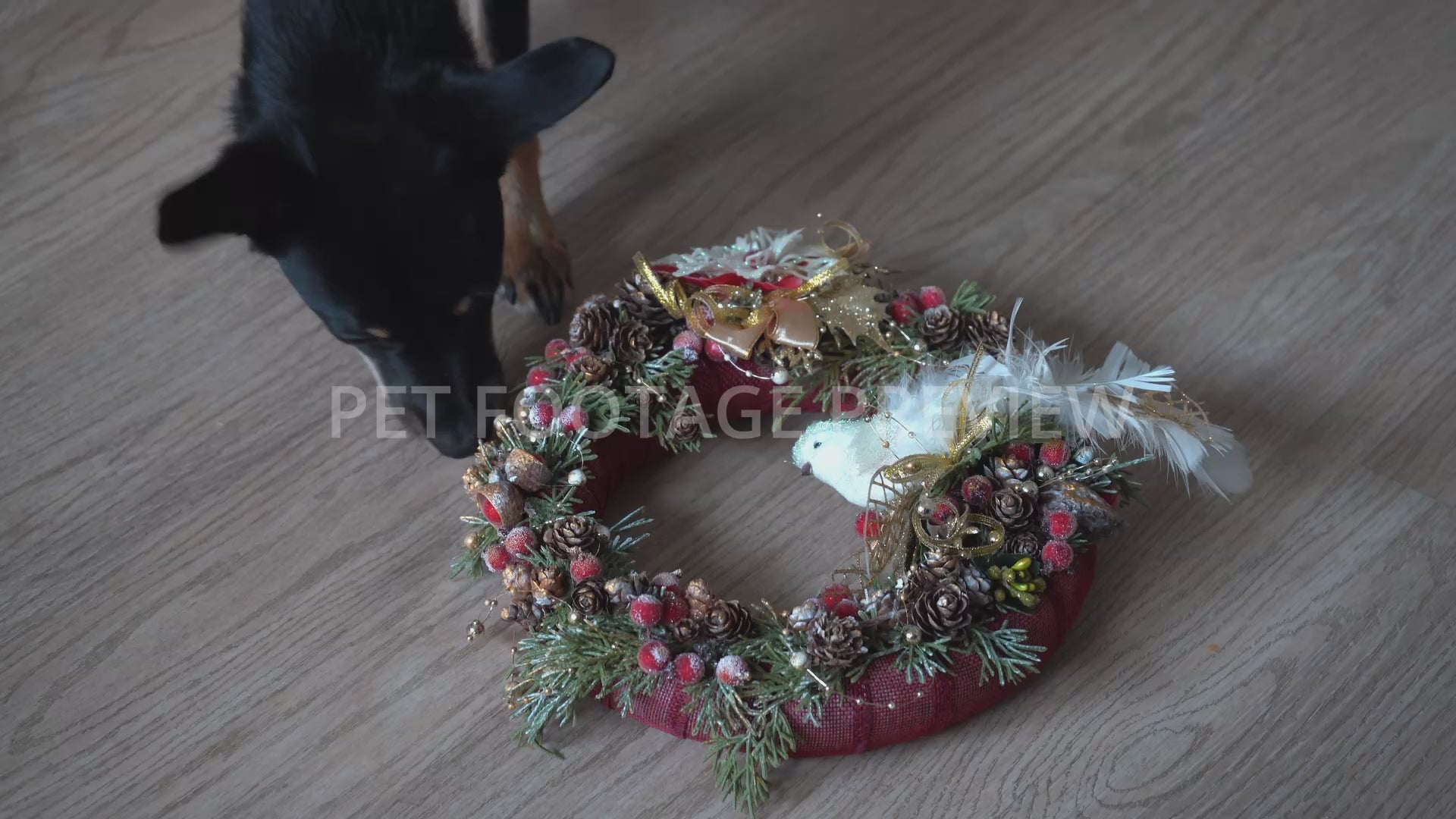 Dog sniffing Christmas wreath – Christmas stock video