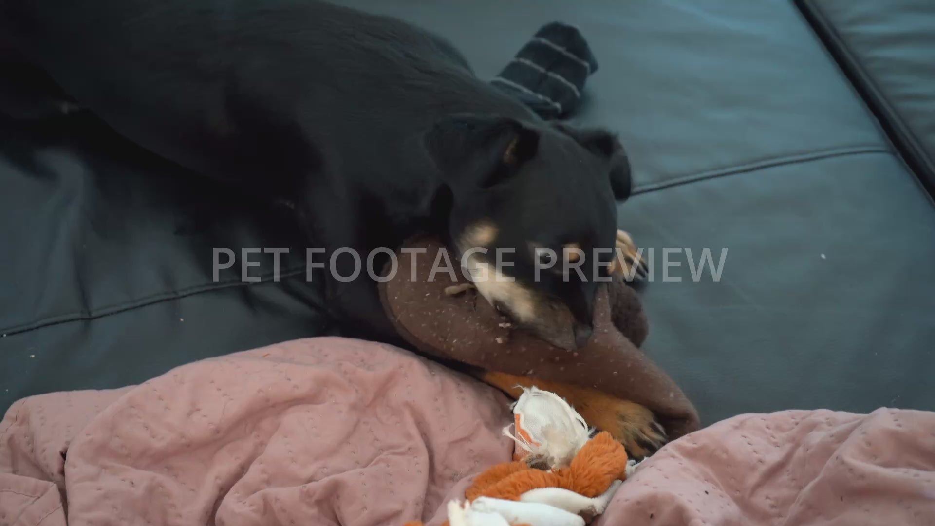 Dog Chewing on a Slipper at Home – Funny Dog Stock Footage