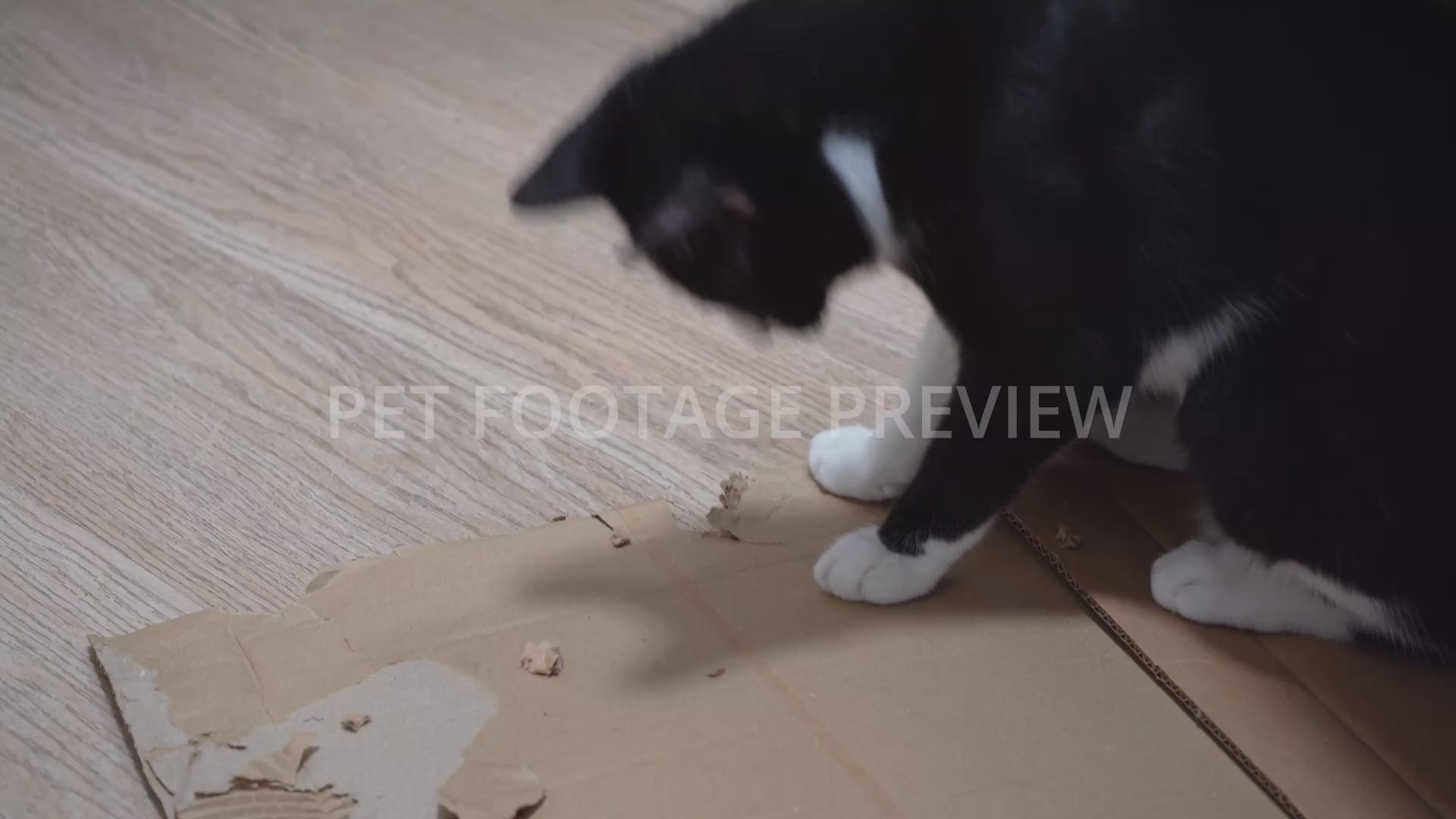 Black and white cat playing and chewing on a cardboard box