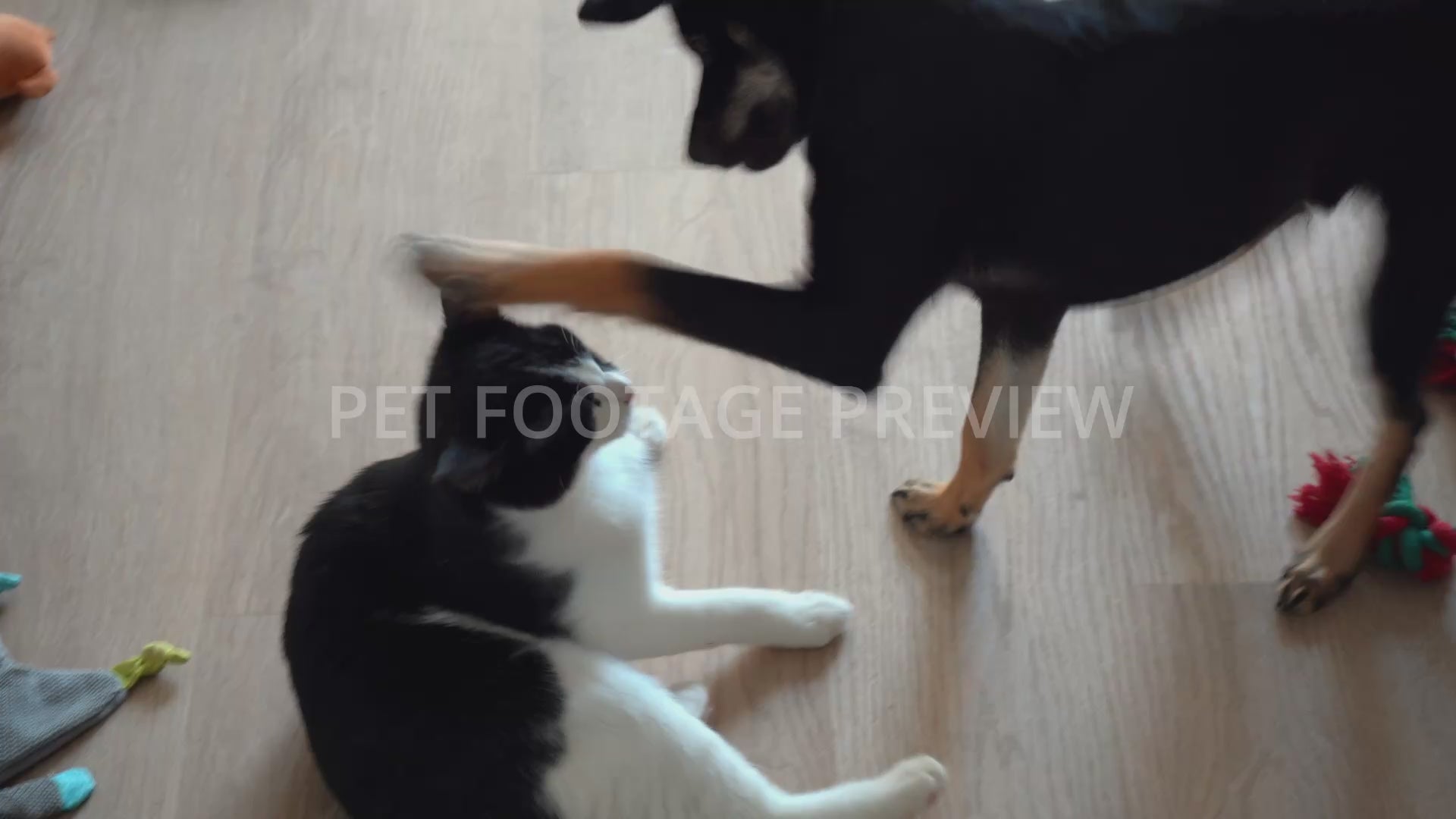 Dog and Cat Playing Together – Pet Stock Footage