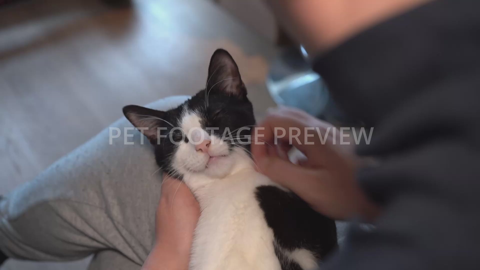 Relaxed Black and White Cat Enjoying Gentle Petting – Cat Stock Footage