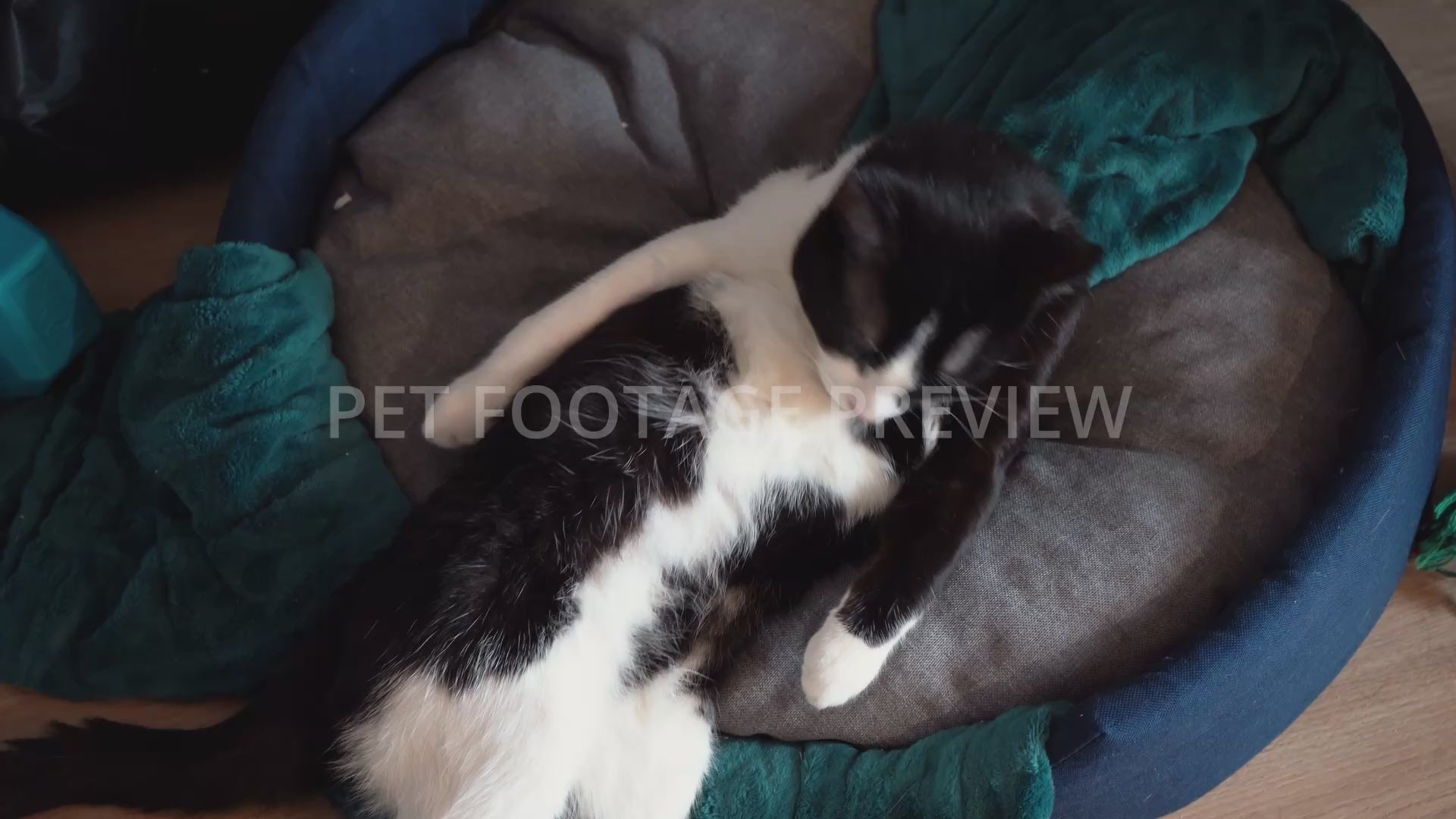 Black and white cat grooming itself in a cozy pet bed