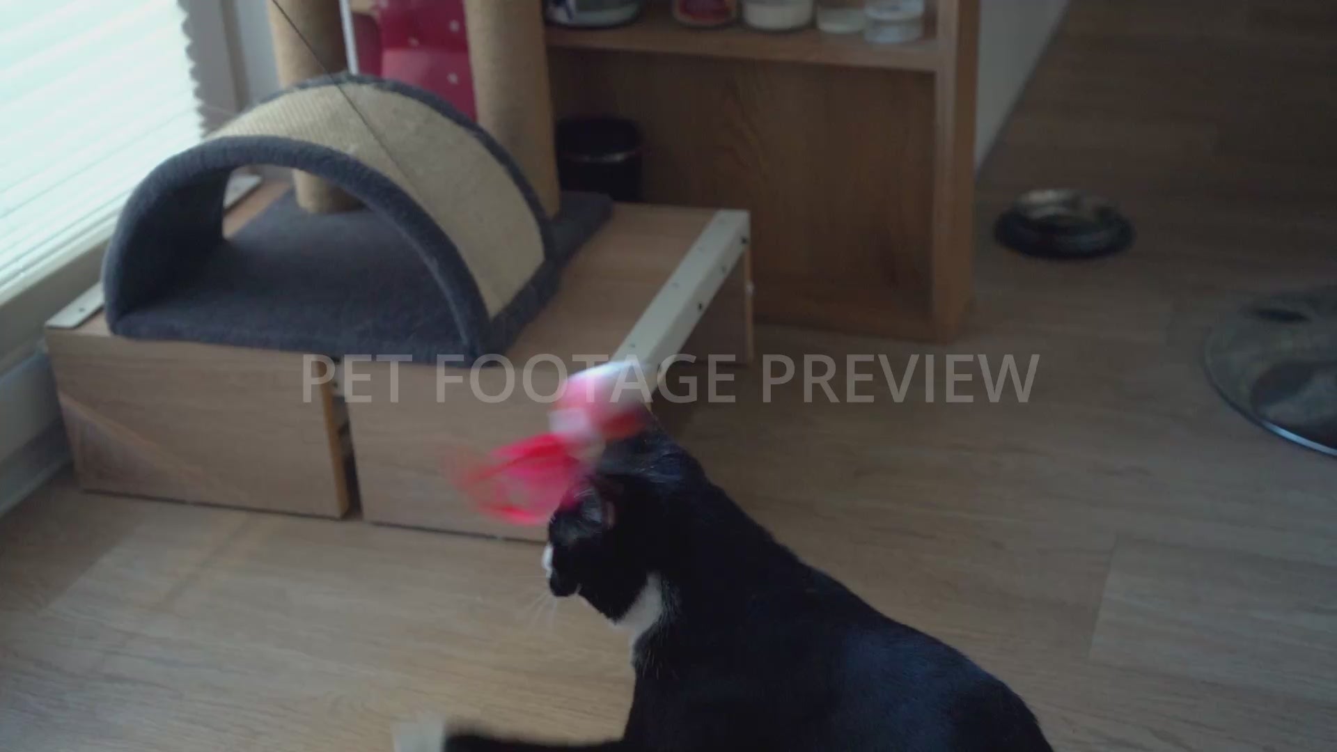Black and White Cat Playing with a Toy – Cat Stock Footage