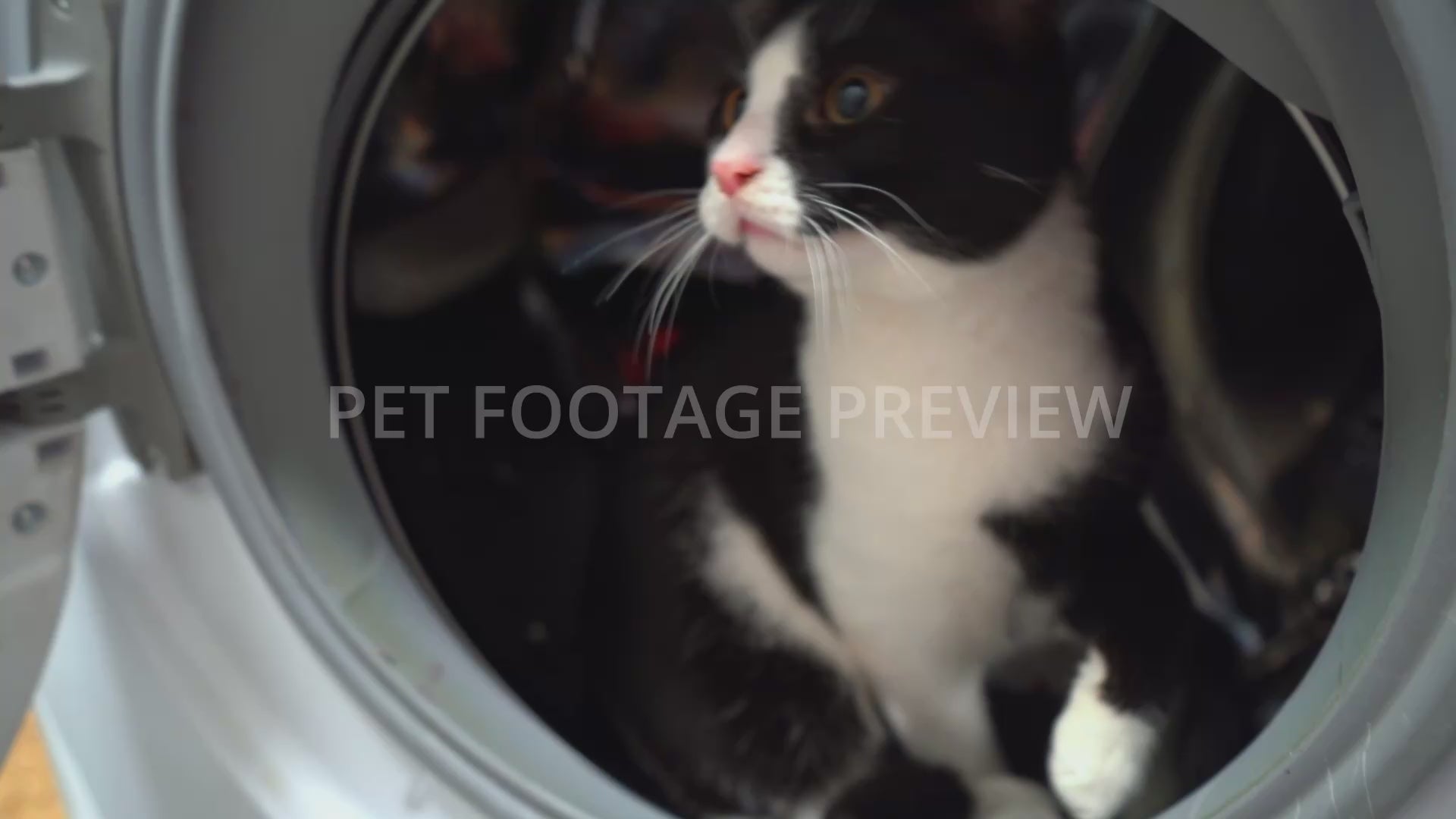 Black and white cat playing inside washing machine drum. Funny cat stock footage