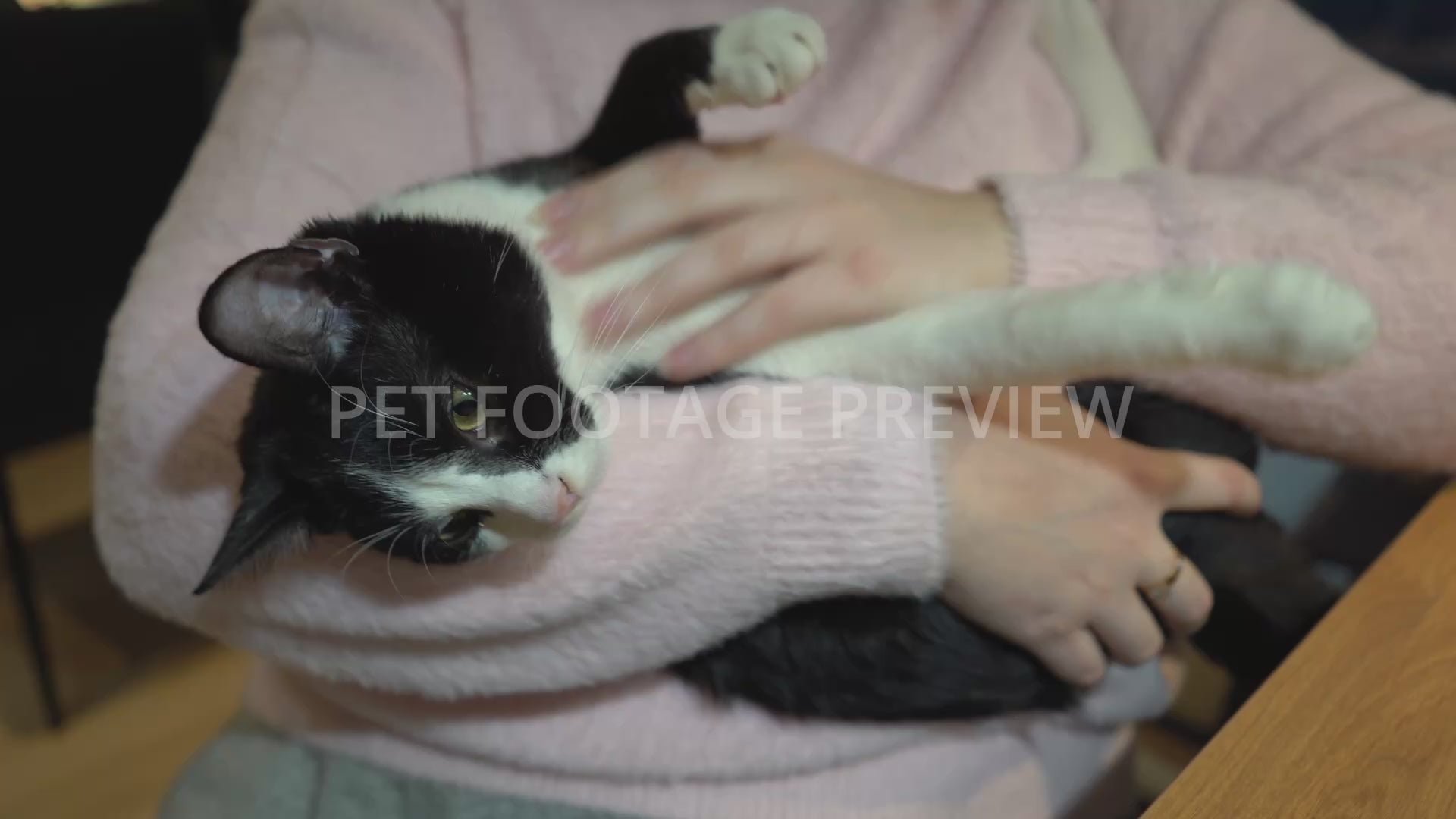 Person Petting a Cute Kitten – Kitten Stock Footage