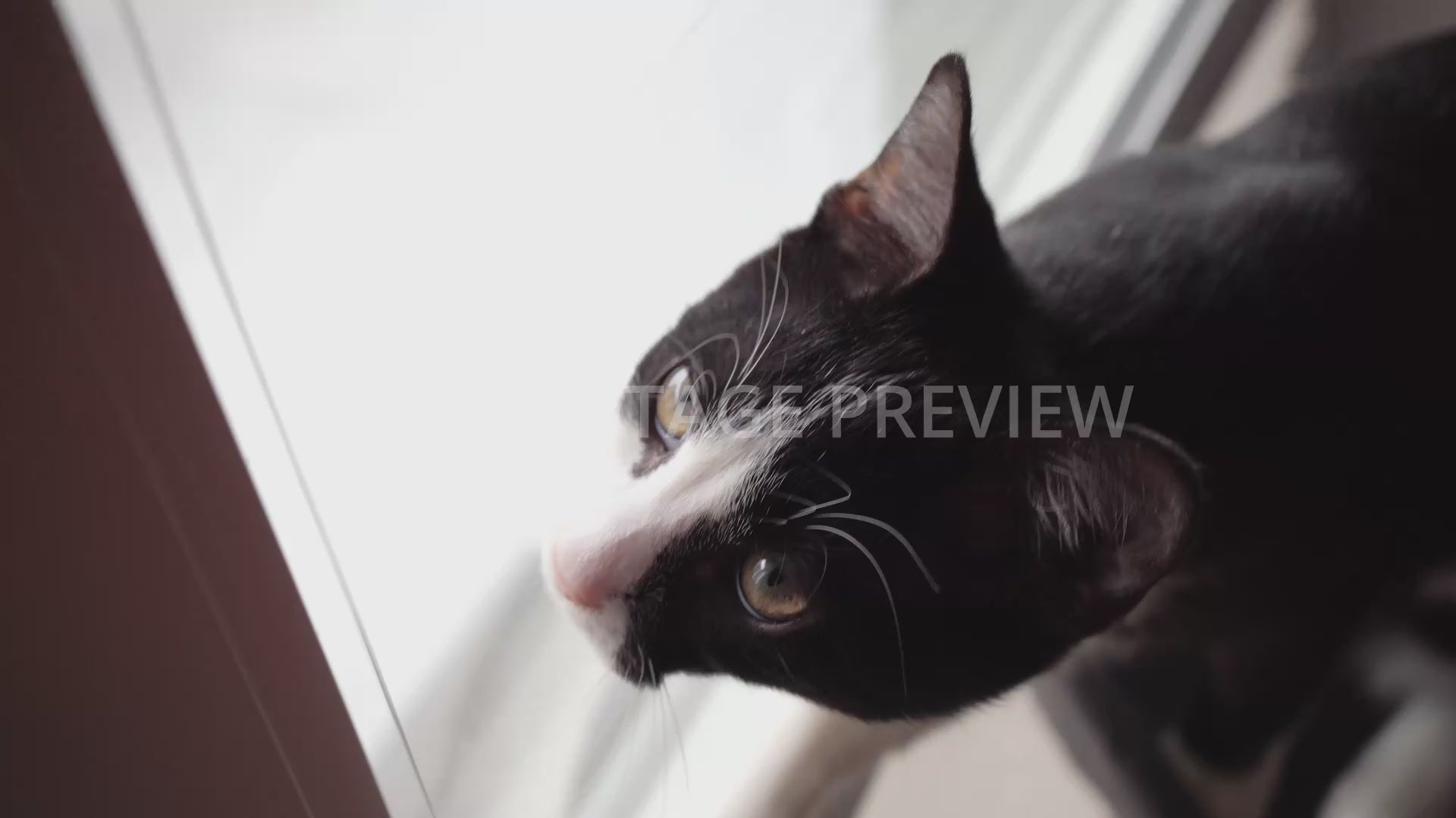 Cat Hunting and Stalking Its Prey – Cat Stock Footage