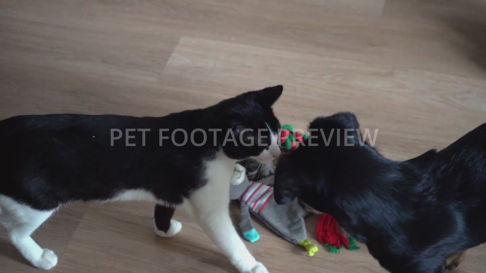 Dog and Cat Playing Together – Pet Stock Footage
