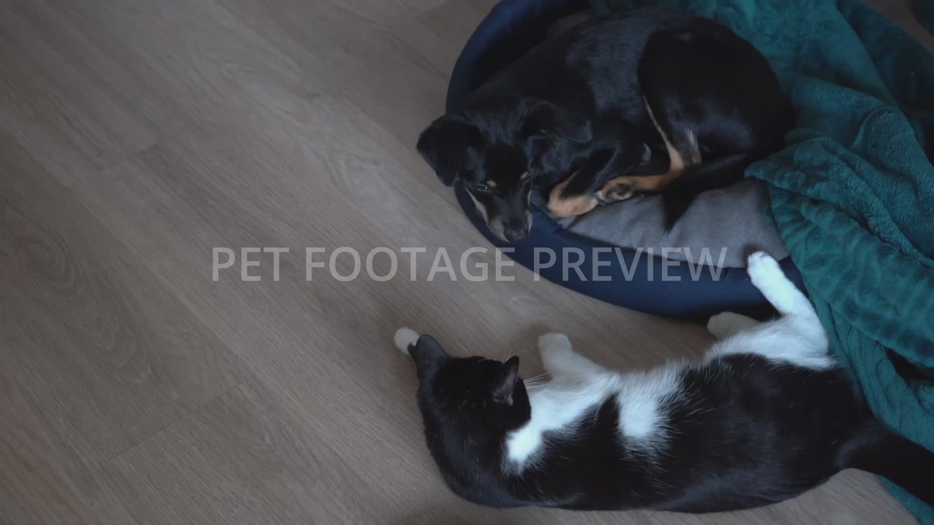 Dog and Cat Playing Together – Pet Stock Footage