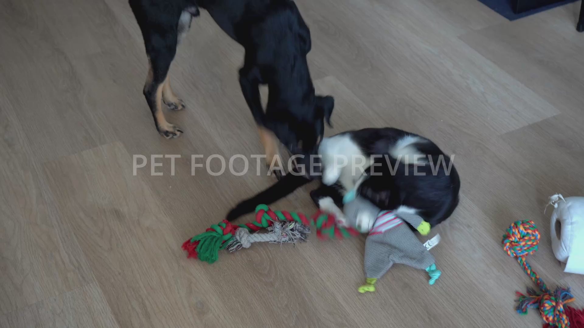 Dog and Cat Playing Together with Toys – Pet Stock Footage