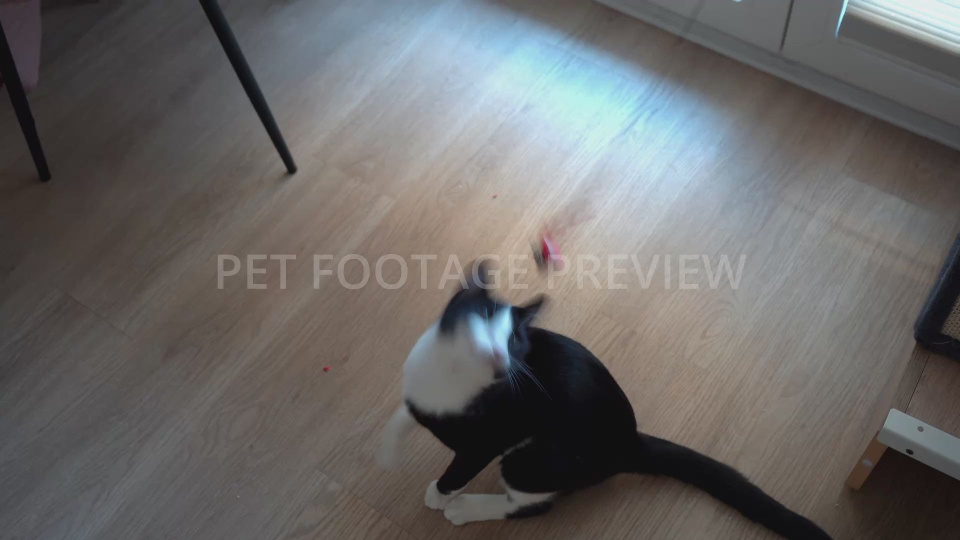 Black and White Cat Playing with a Toy – Cat Stock Footage
