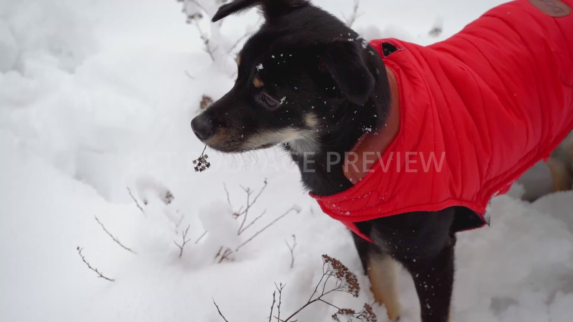 Dog Wearing a Red Winter Coat in Snow – Winter Dog Stock Footage
