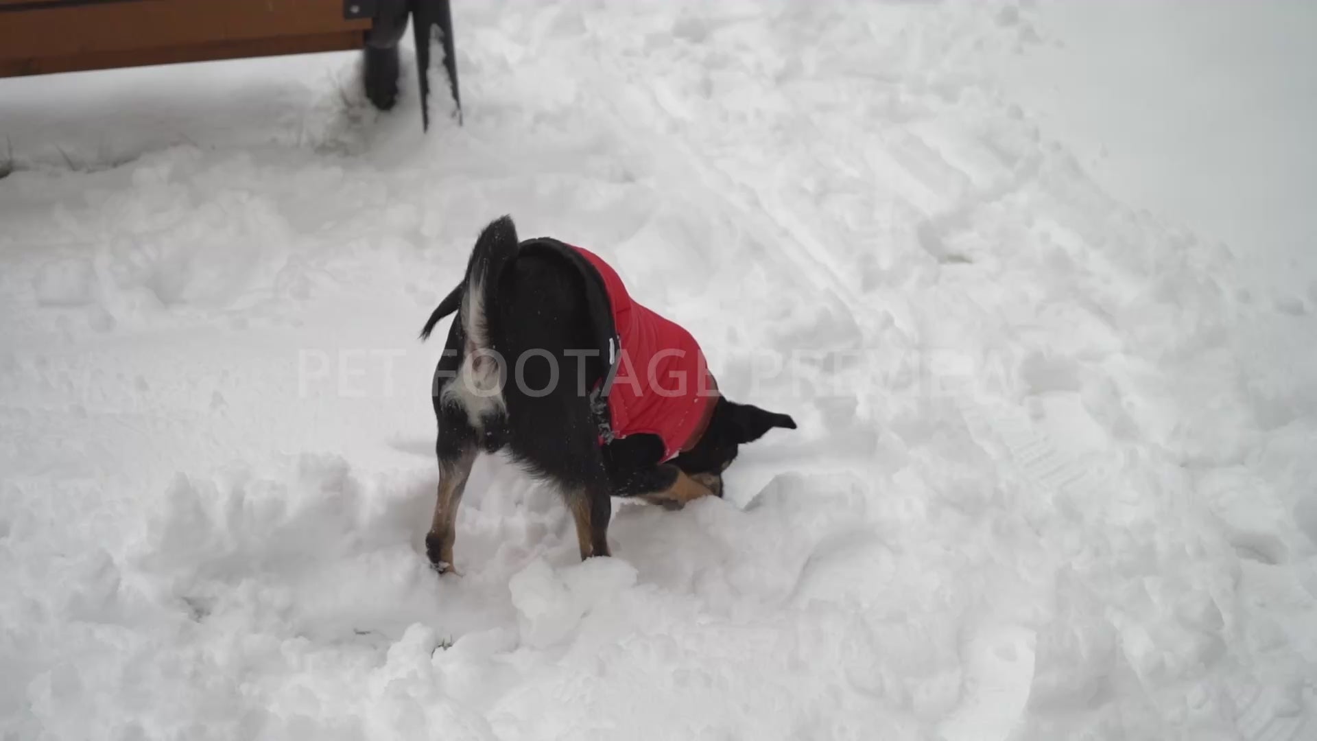 Dog Digging in Deep Snow Wearing a Red Winter Coat – Dog Stock Footage