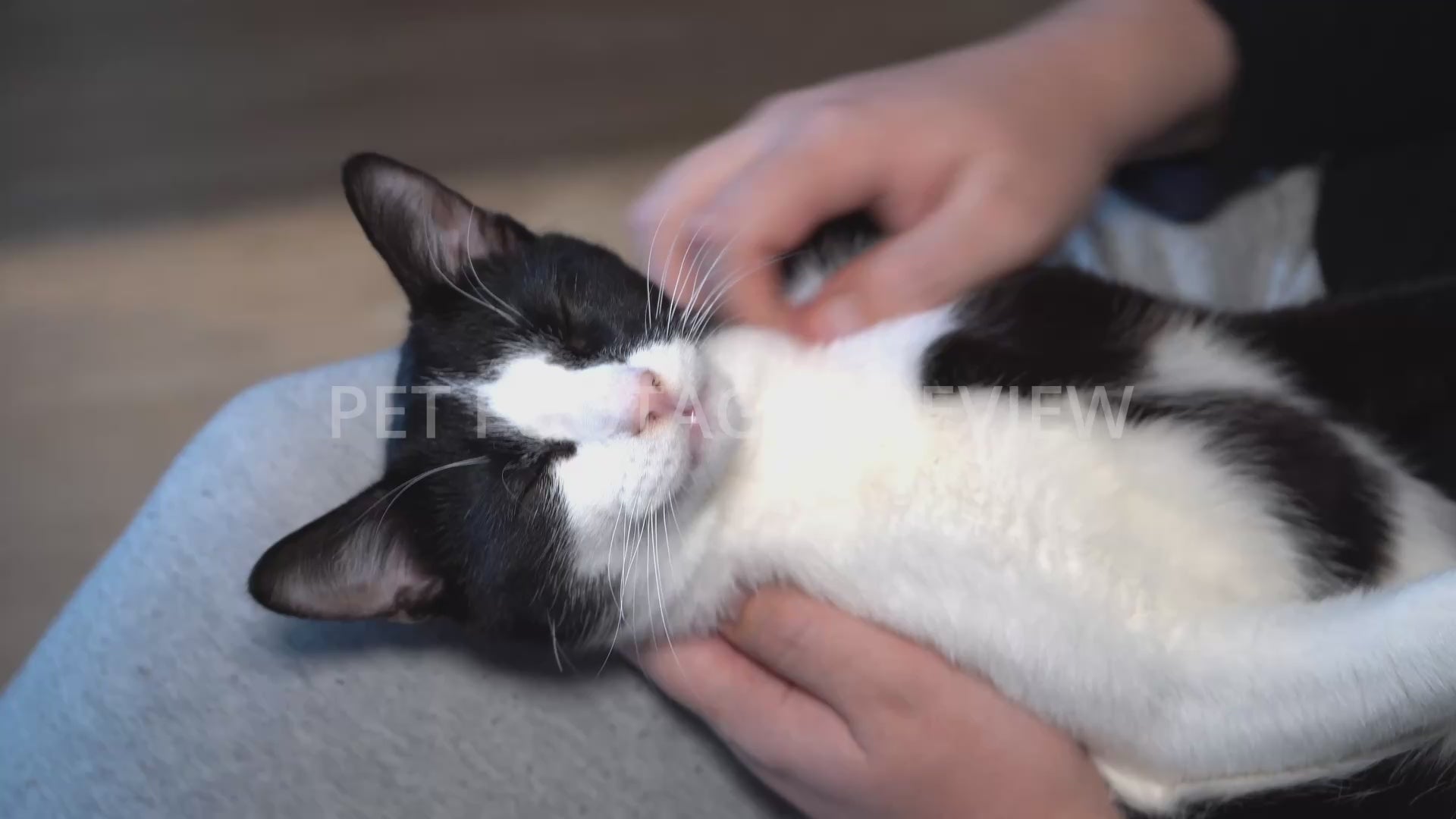 Relaxed Black and White Cat Enjoying Gentle Petting – Cat Stock Footage