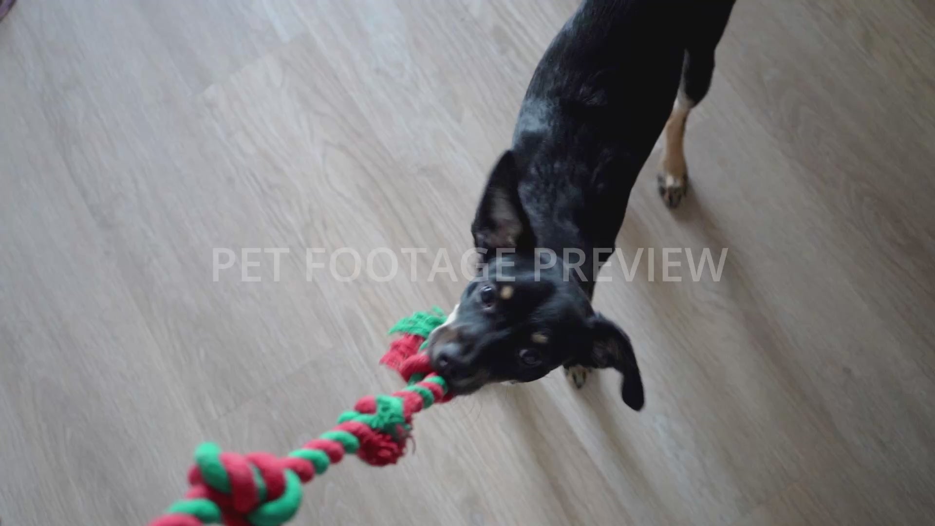 Dog Playing and Chewing on a Toy Held by Owner – Dog Stock Footage