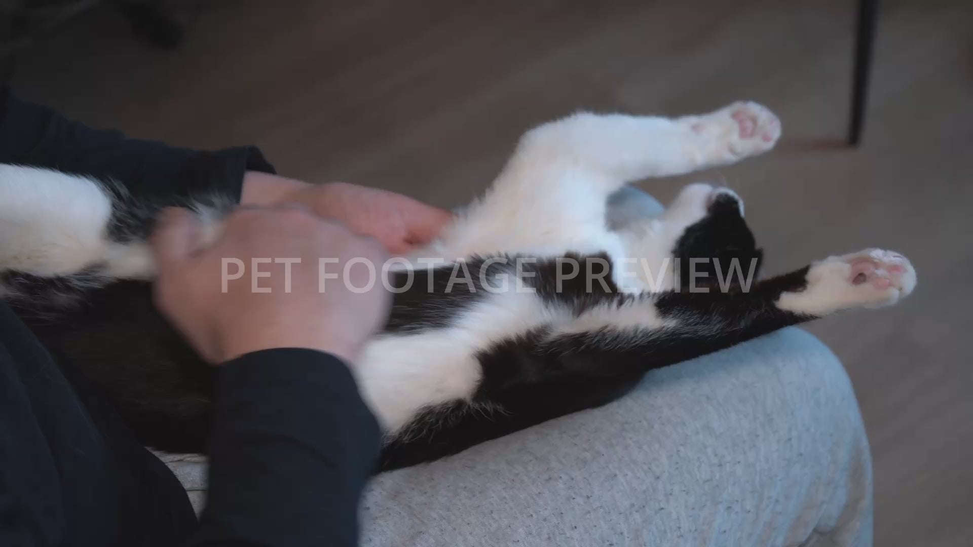 Person Gently Scratching a Relaxed Black and White Cat – Cat Stock Footage