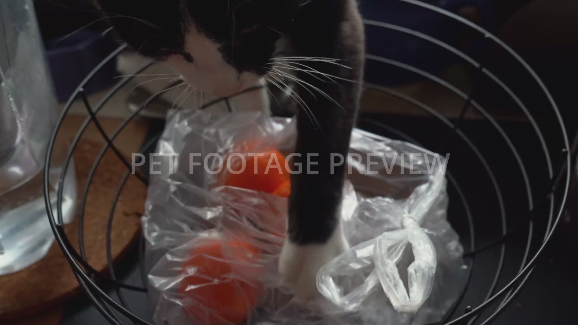 Cat Playing with Oranges Using Its Paw – Funny Cat Stock Footage