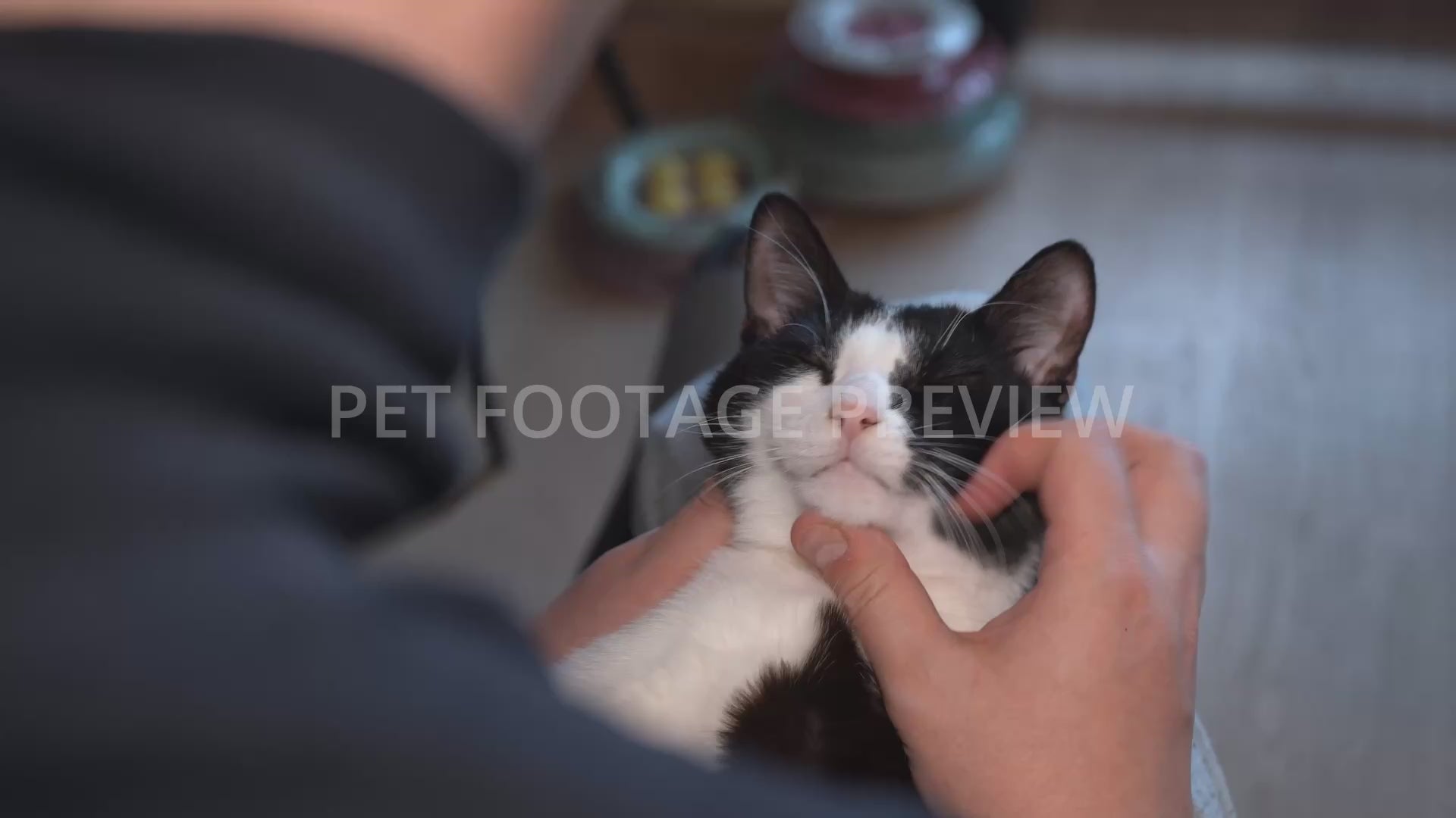 Person Gently Scratching a Relaxed Black and White Cat – Cat Stock Footage