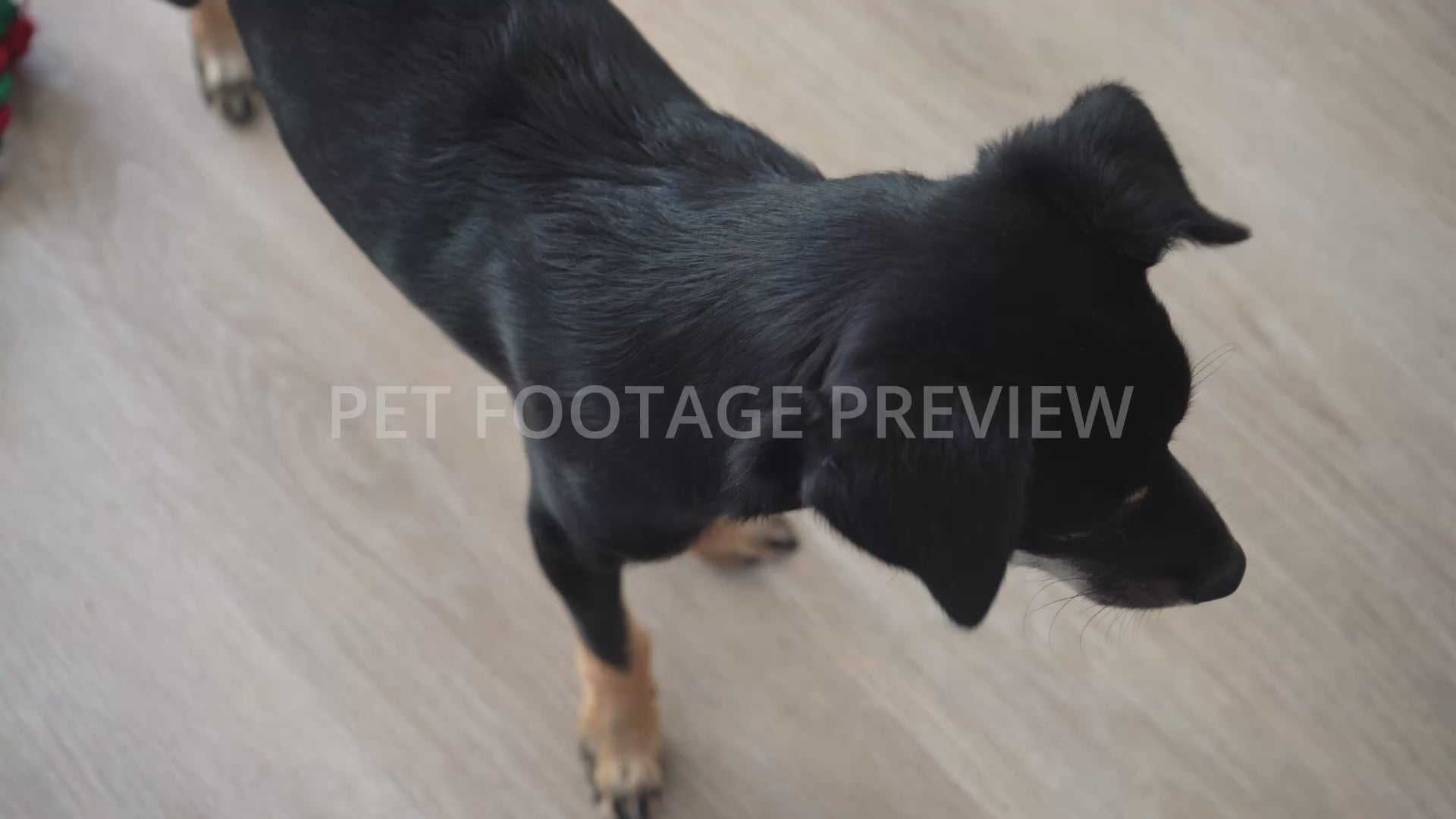 Dog Looking Directly at the Camera – Dog Stock Footage