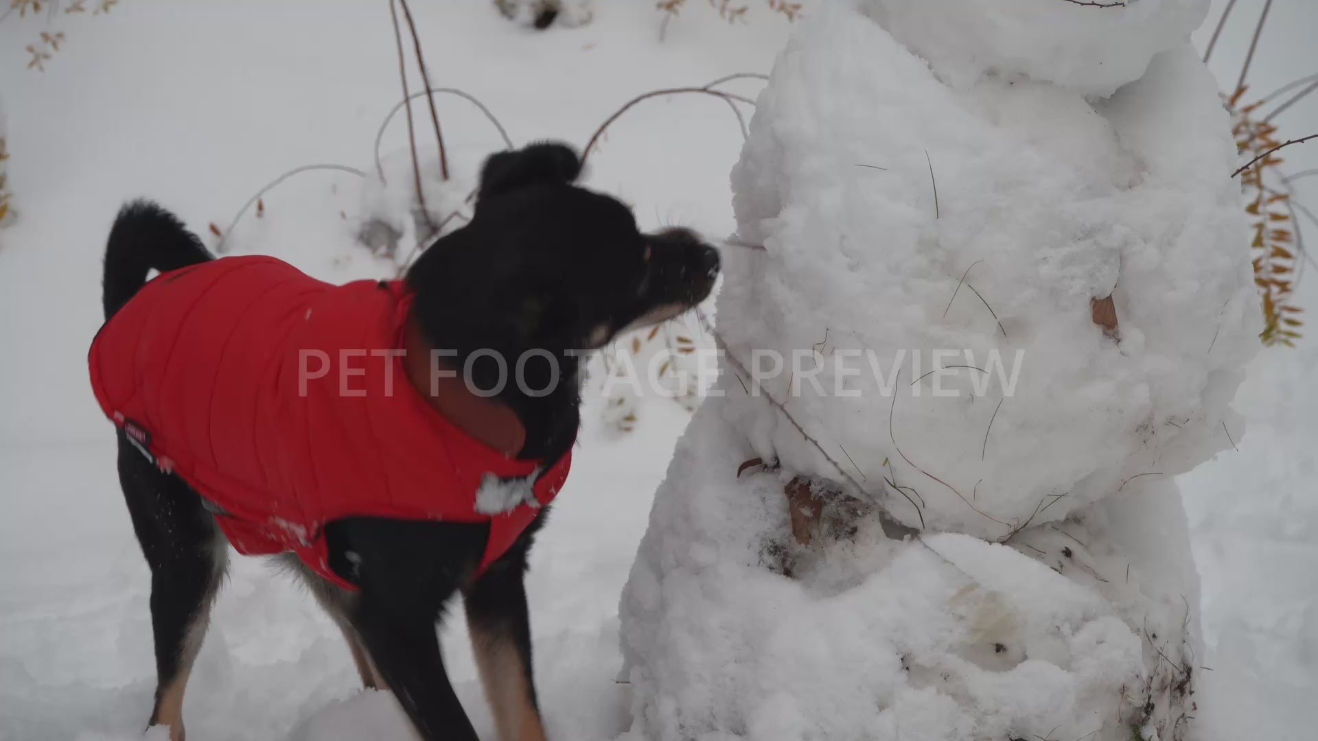 Dog Chewing on a Snowman in a Red Winter Coat – Funny Dog Stock Footage