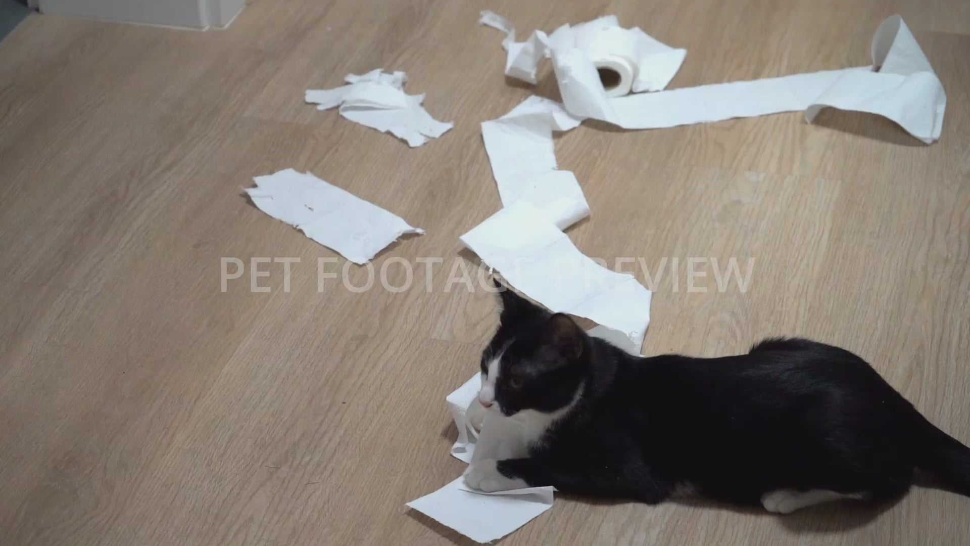 Black and White Cat Playing with Toilet Paper – Funny Cat Stock Footage