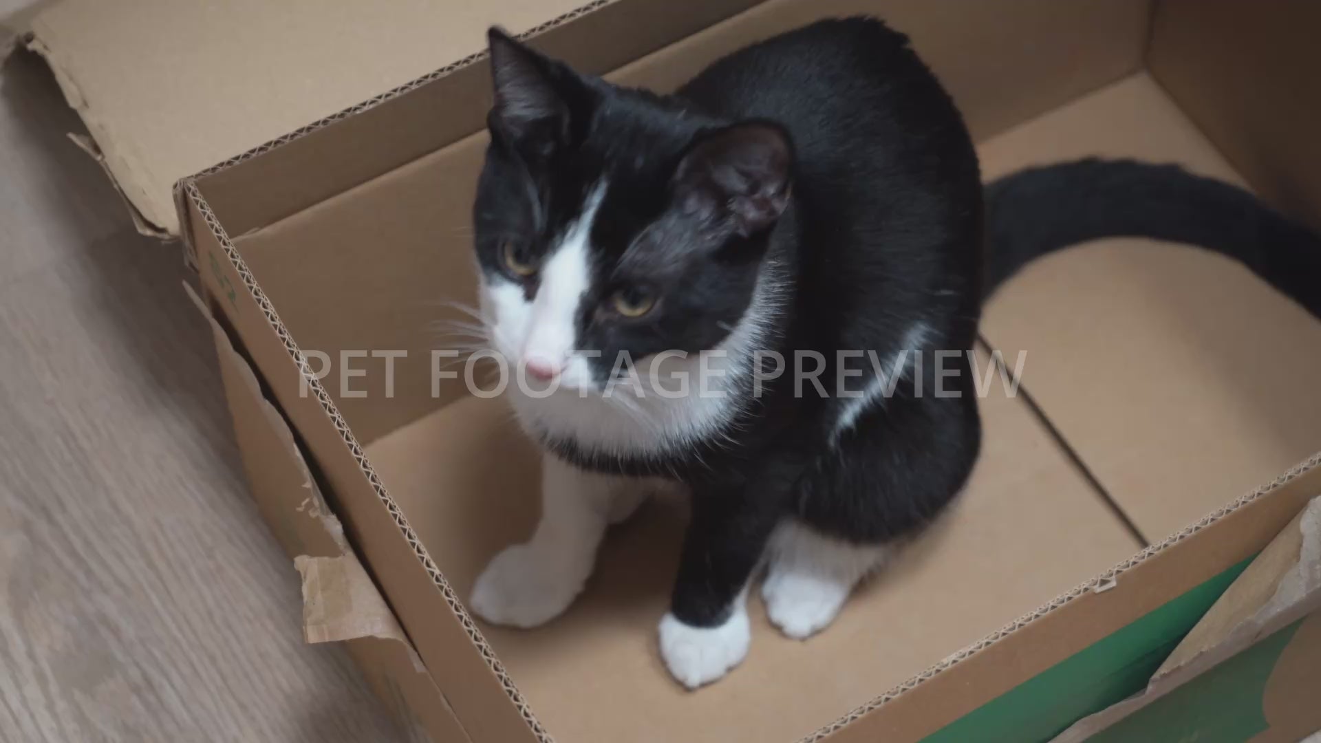 Black and white cat sitting inside a cardboard box at home