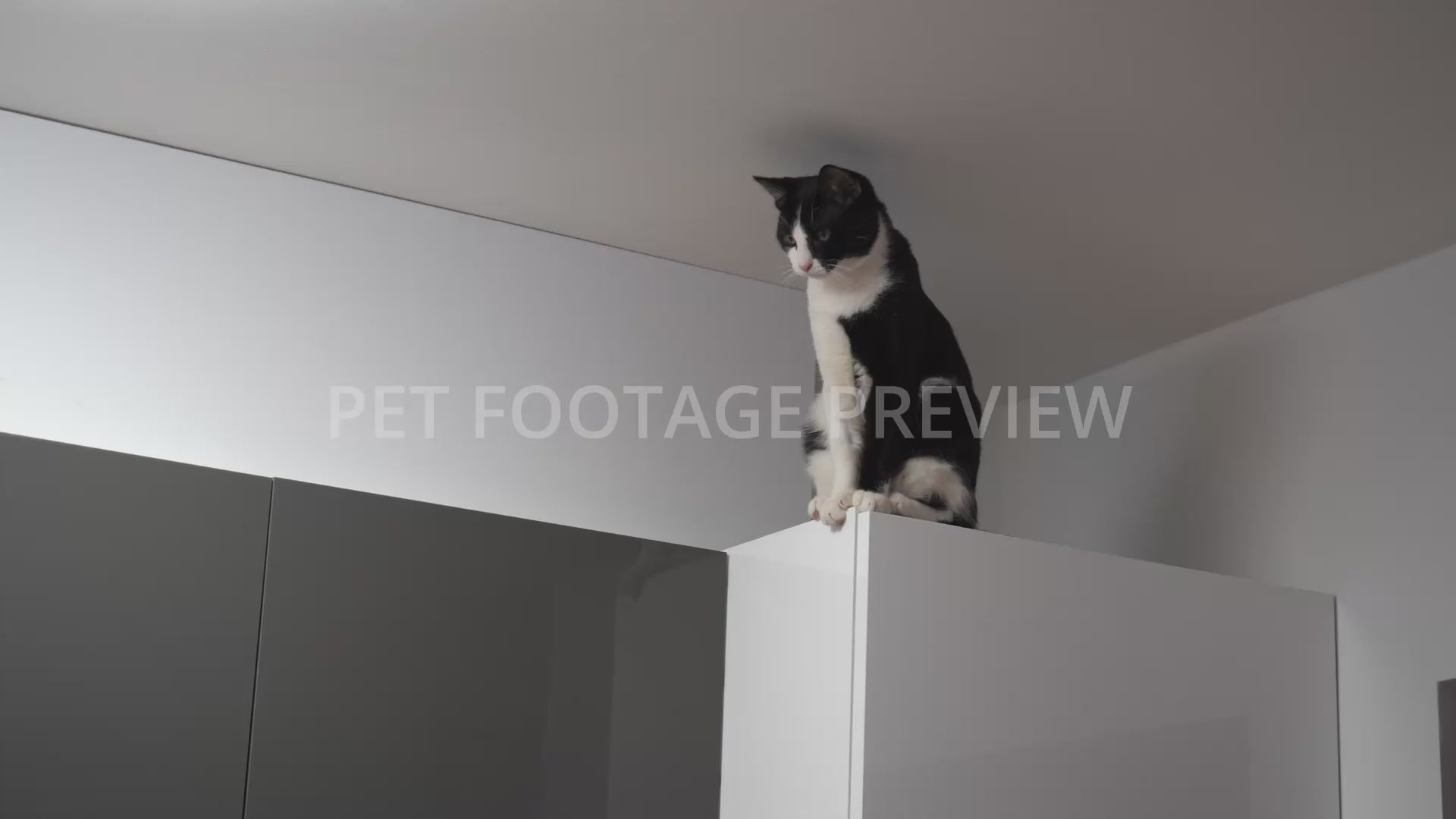 Black and white cat sitting on top of a refrigerator at home