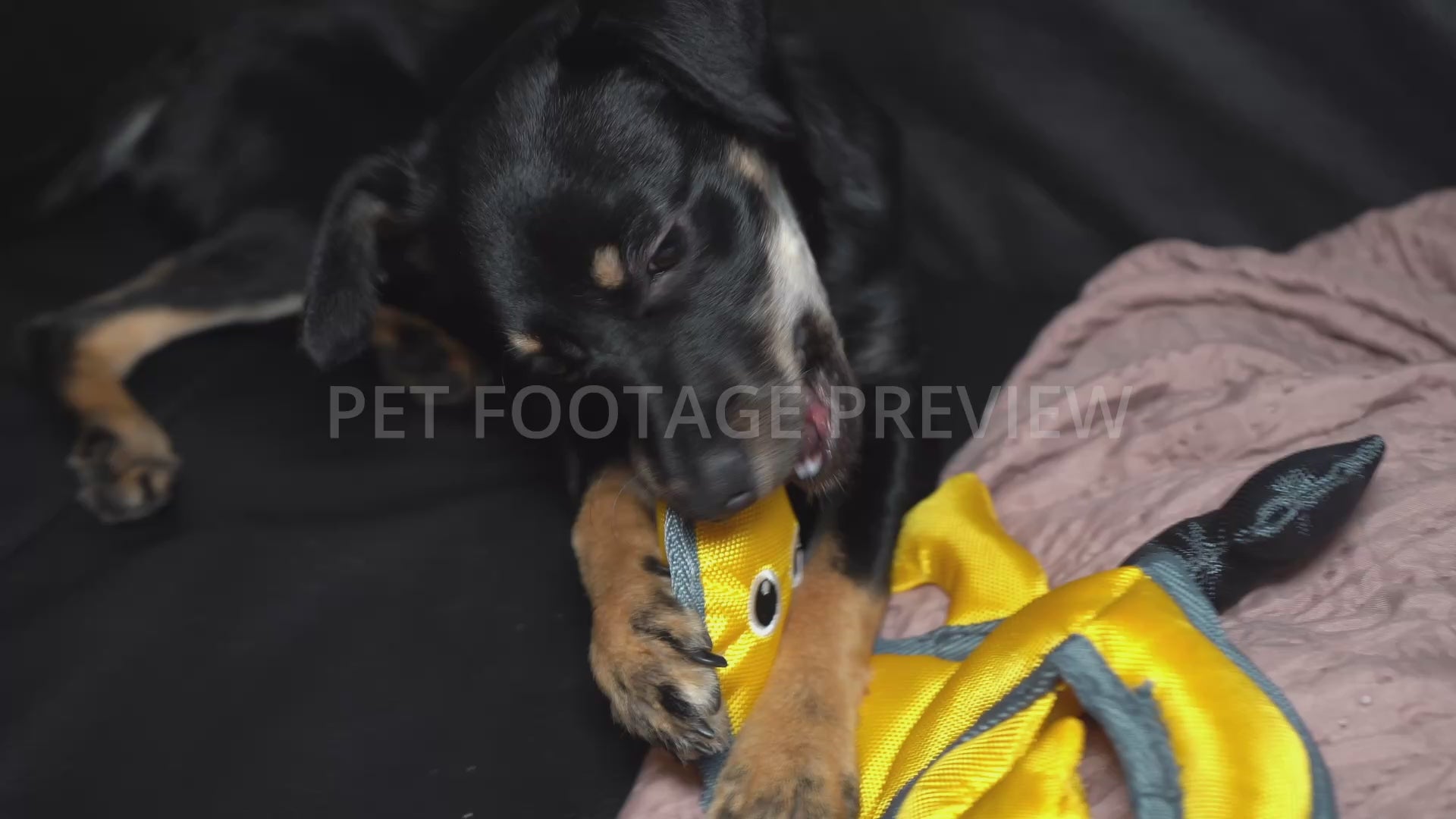 Dog Chewing on a Yellow Lizard Toy – Dog Stock Footage