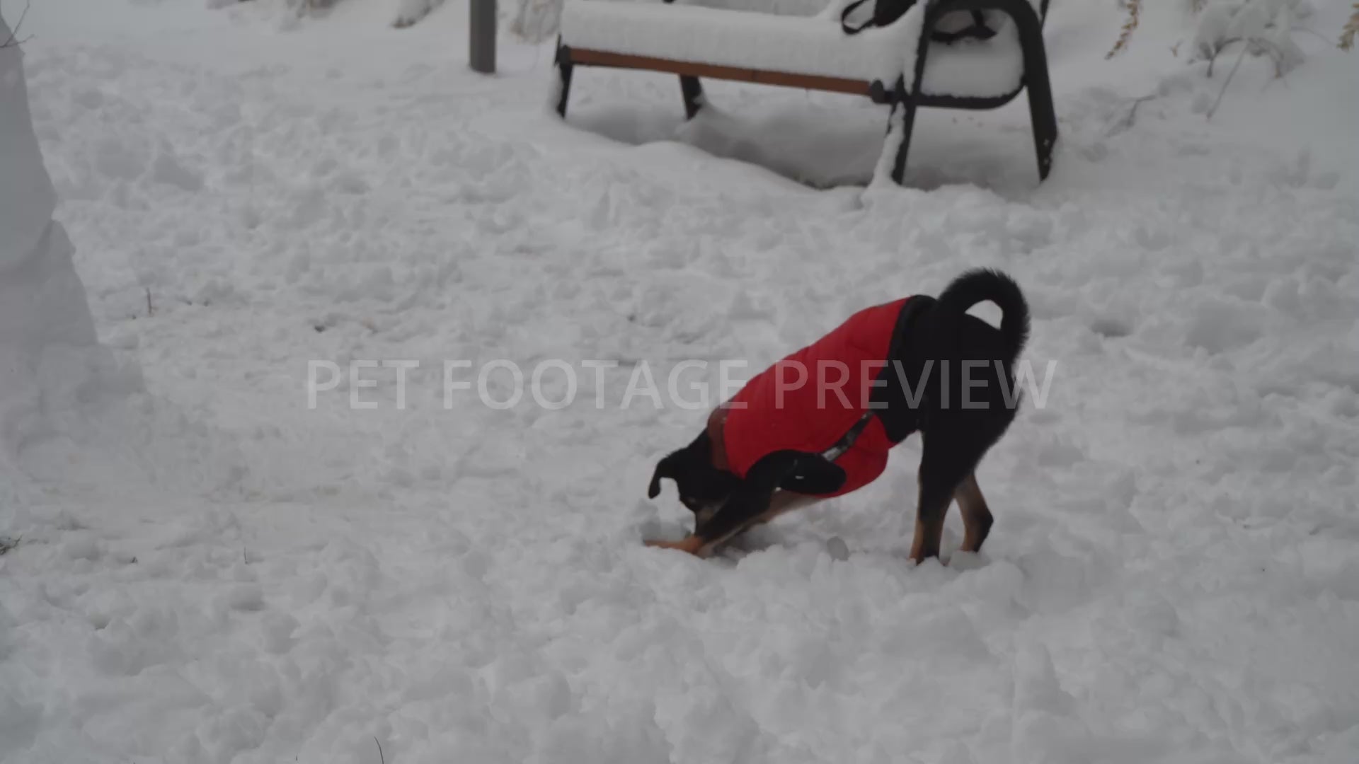 Dog Eating and Playing with Snow in a Red Winter Coat – Dog Stock Footage