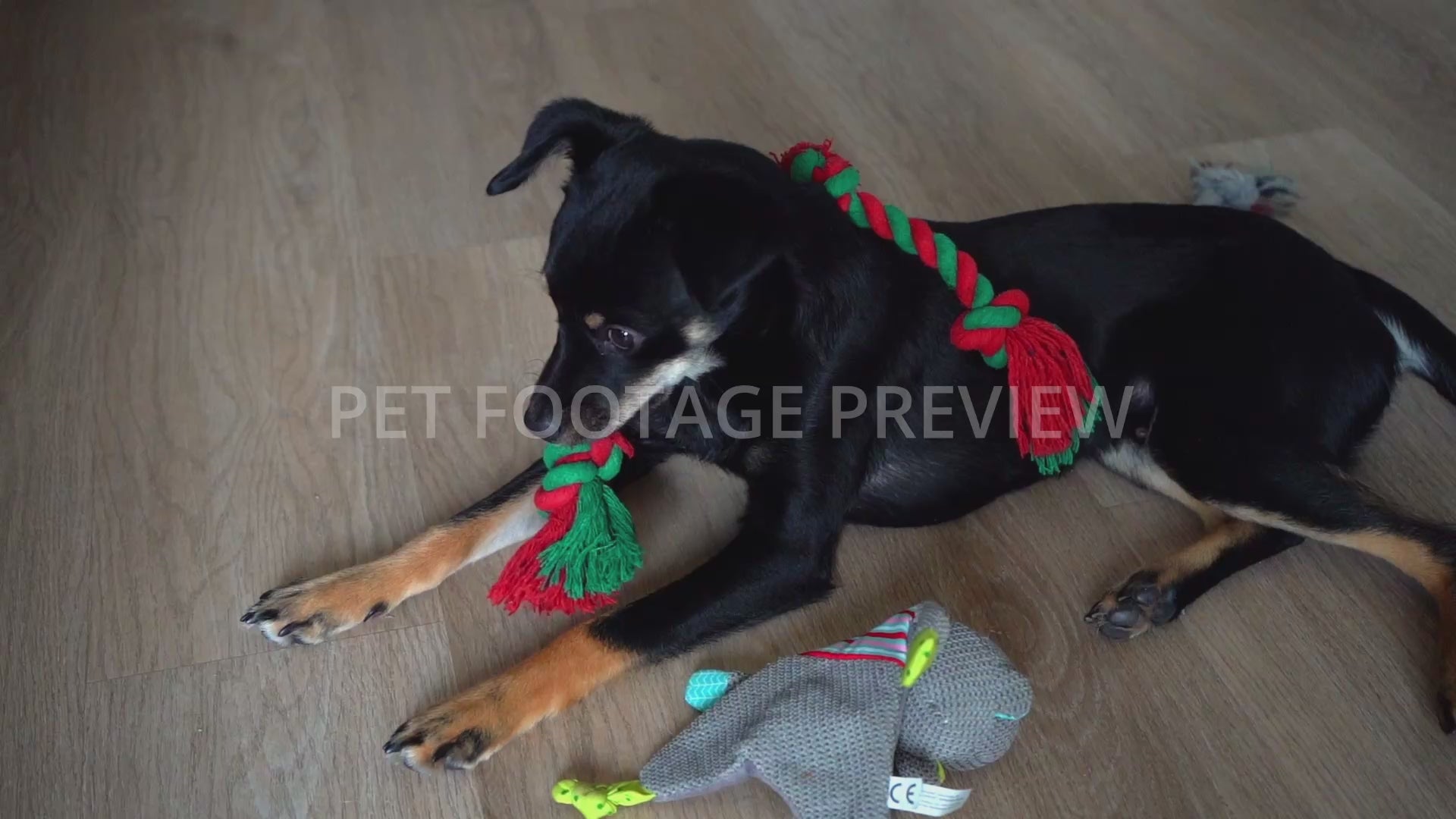 Cat Jumping onto a Dog – Funny Pet Stock Footage