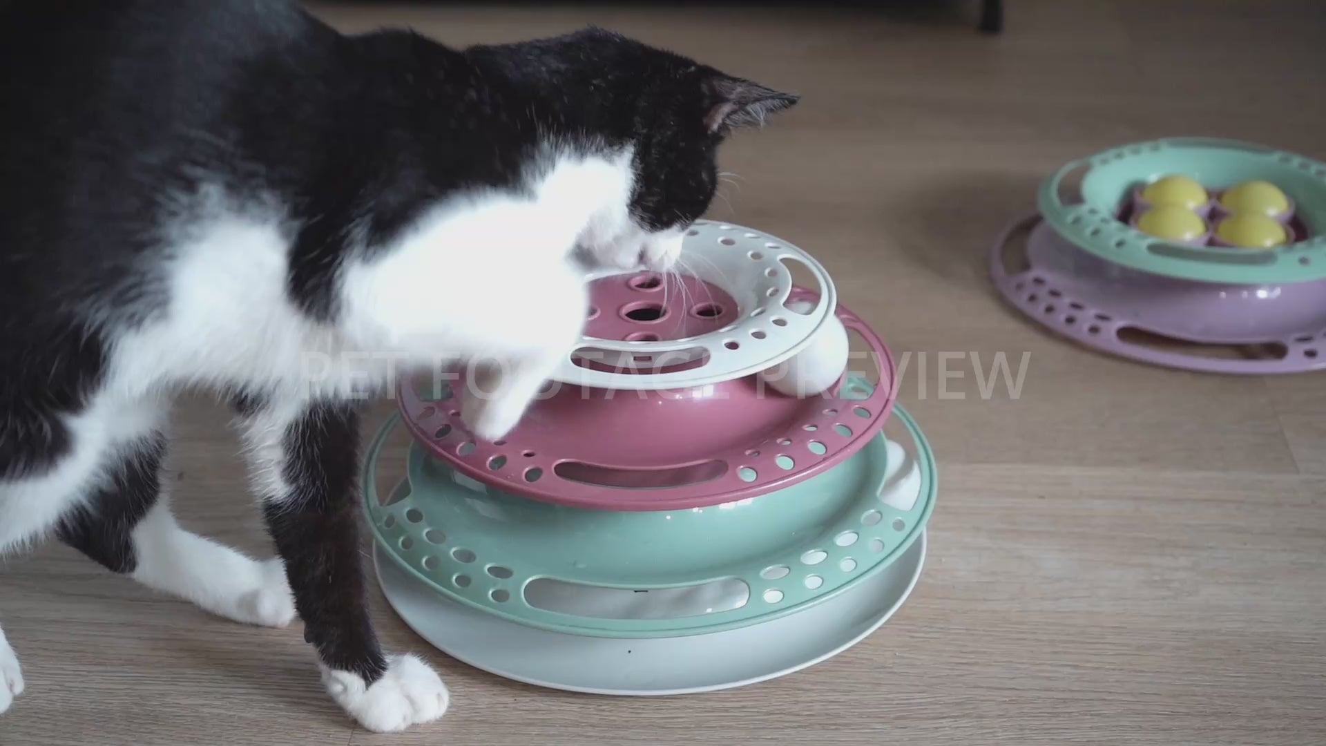 Cat Playing with a Ball Track Toy – Funny Cat Stock Footage