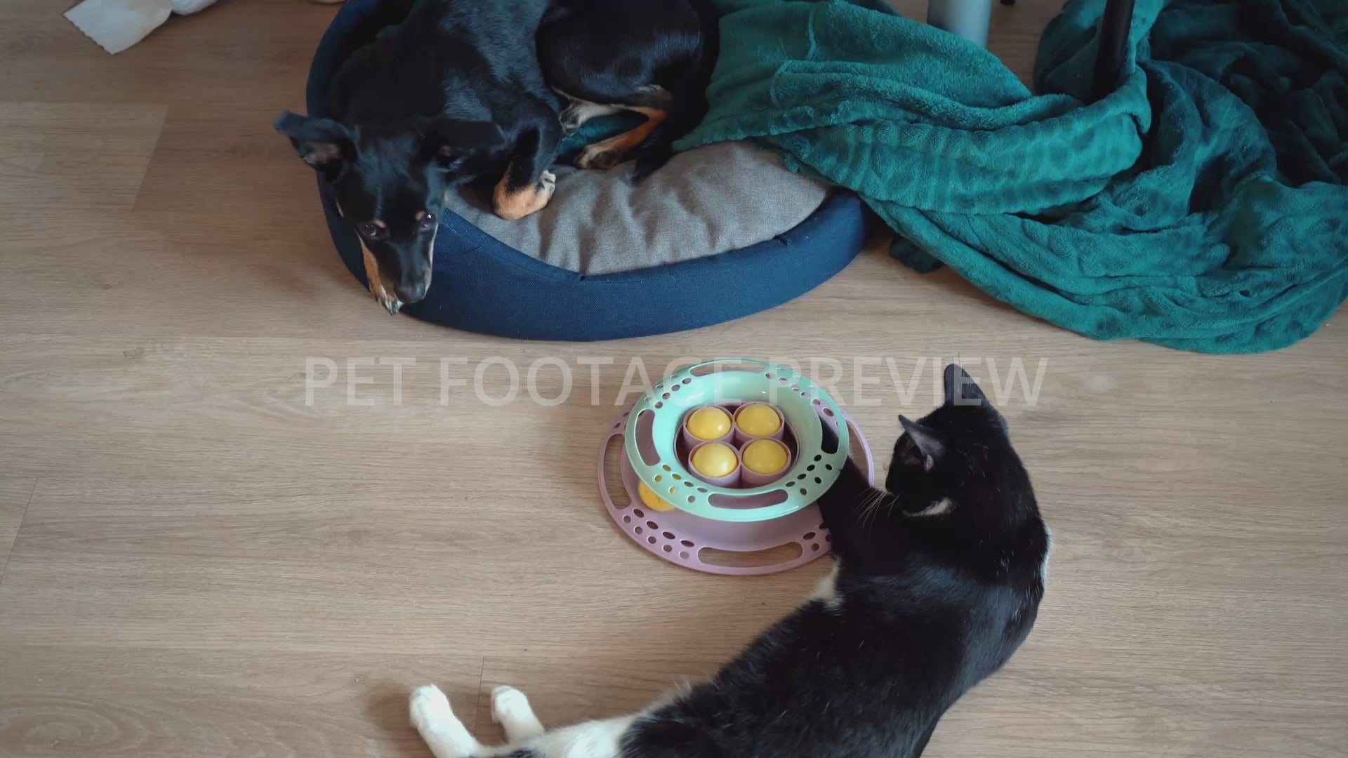 Dog resting in a pet bed while cat plays with a ball toy