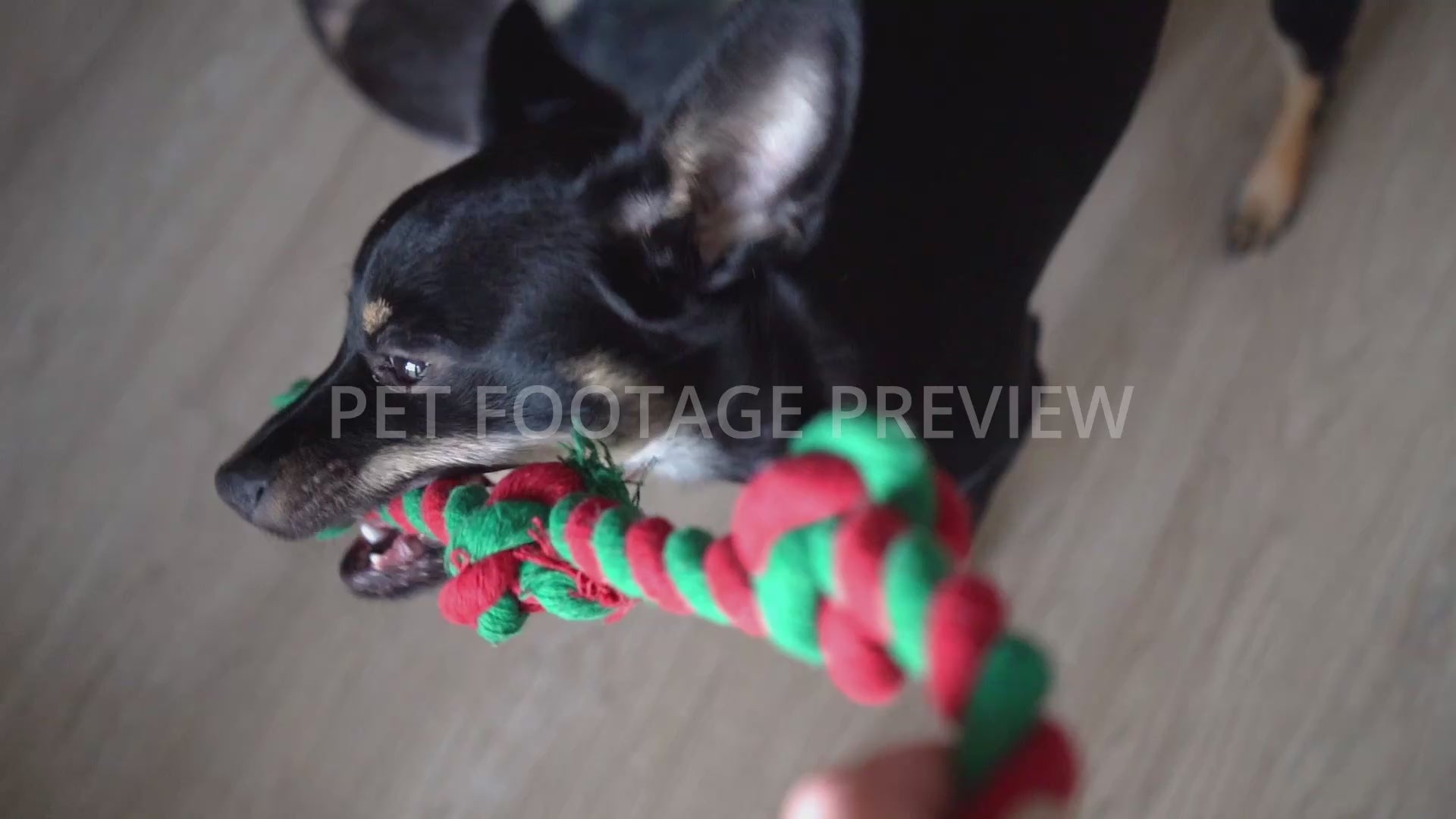 Dog Playing and Chewing on a Toy Held by Owner – Dog Stock Footage