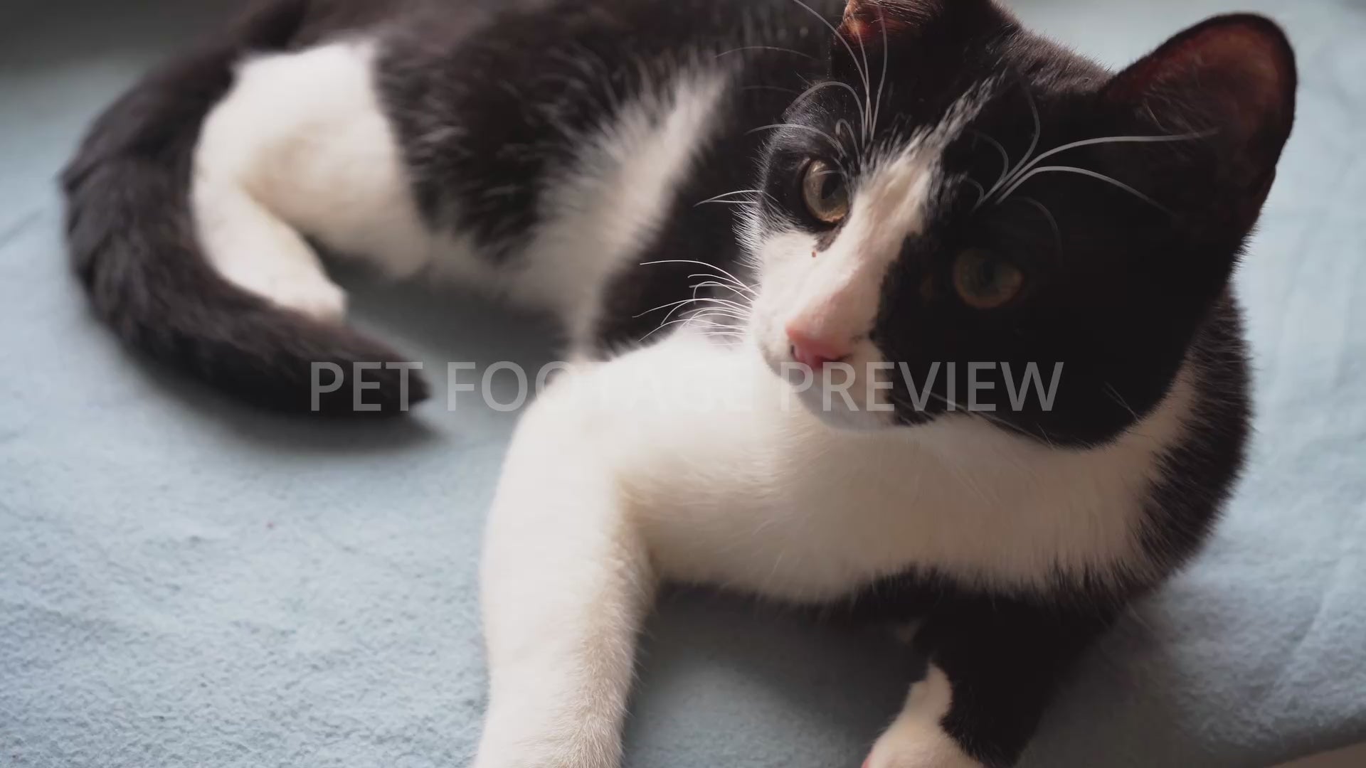 Black and White Cat Lying and Watching – Cat Stock Footage